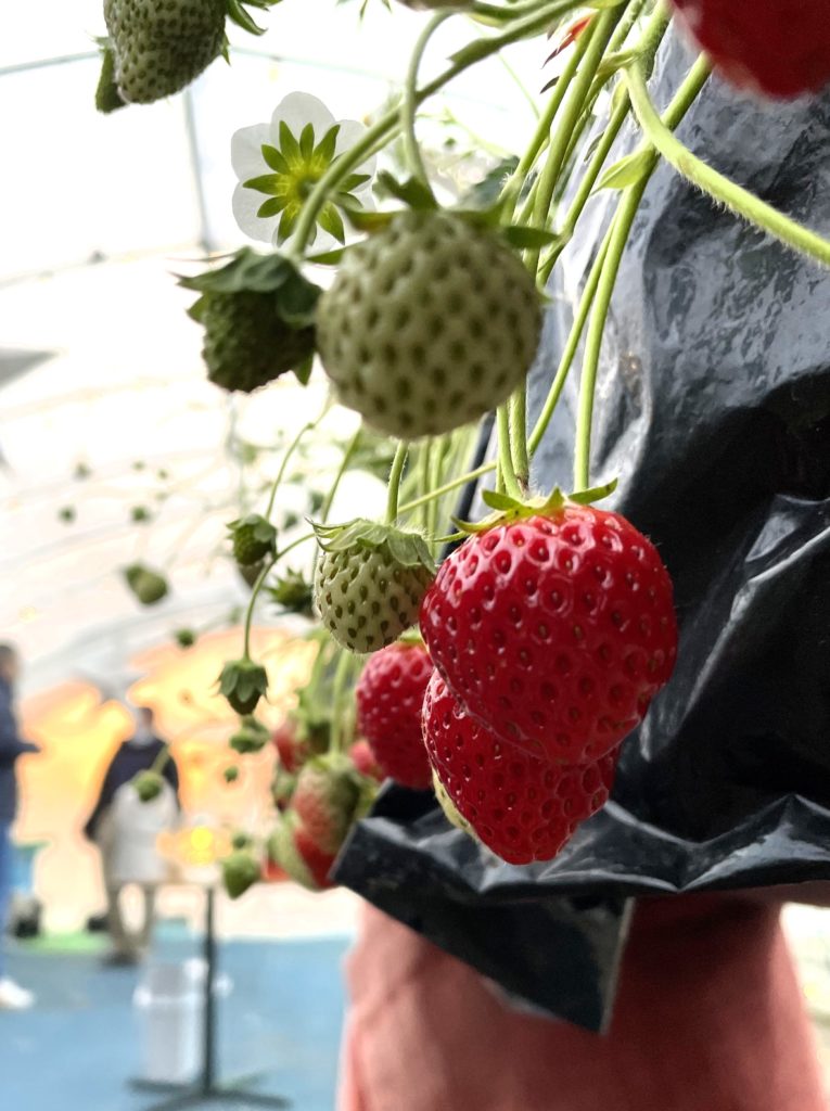 真岡市いちご狩り